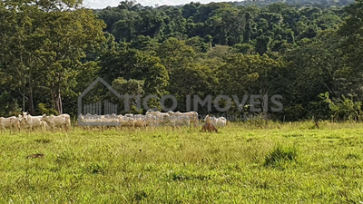 Sítio à Venda - Acesso pela BR-158 - 7